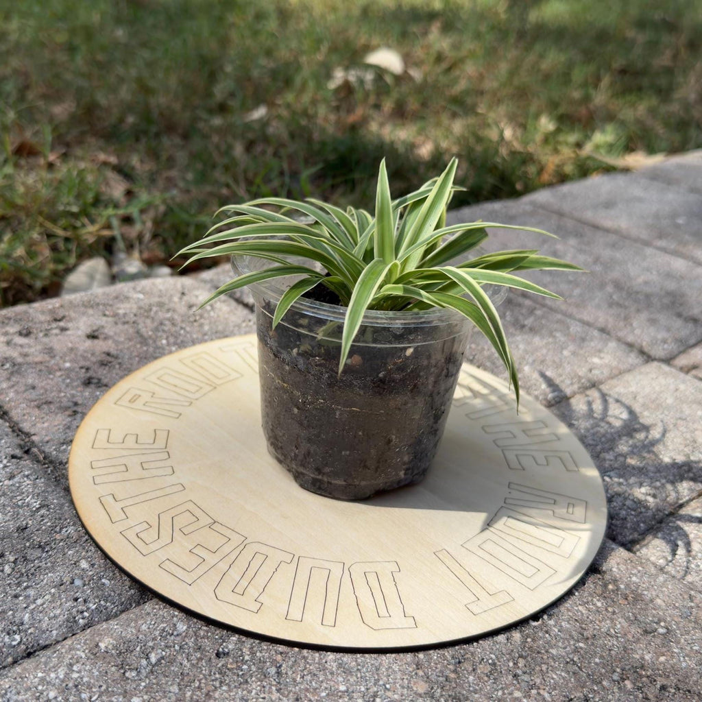 Easy-Care Variegated Spider Plant Starter | Air Purifying Houseplant | **ALL starter plants require you to purchase any 2 starter plants!**