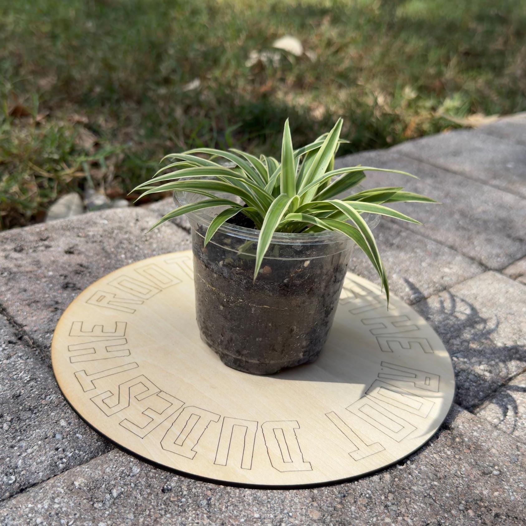 Easy-Care Variegated Spider Plant Starter | Air Purifying Houseplant | **ALL starter plants require you to purchase any 2 starter plants!**
