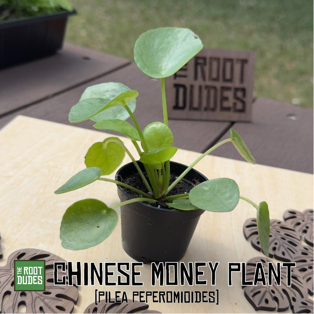 Chinese Money Plant | Pilea Peperomioides Starter Houseplant (2.5 inch Pot)
