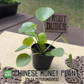 Chinese Money Plant | Pilea Peperomioides Starter Houseplant (2.5 inch Pot)