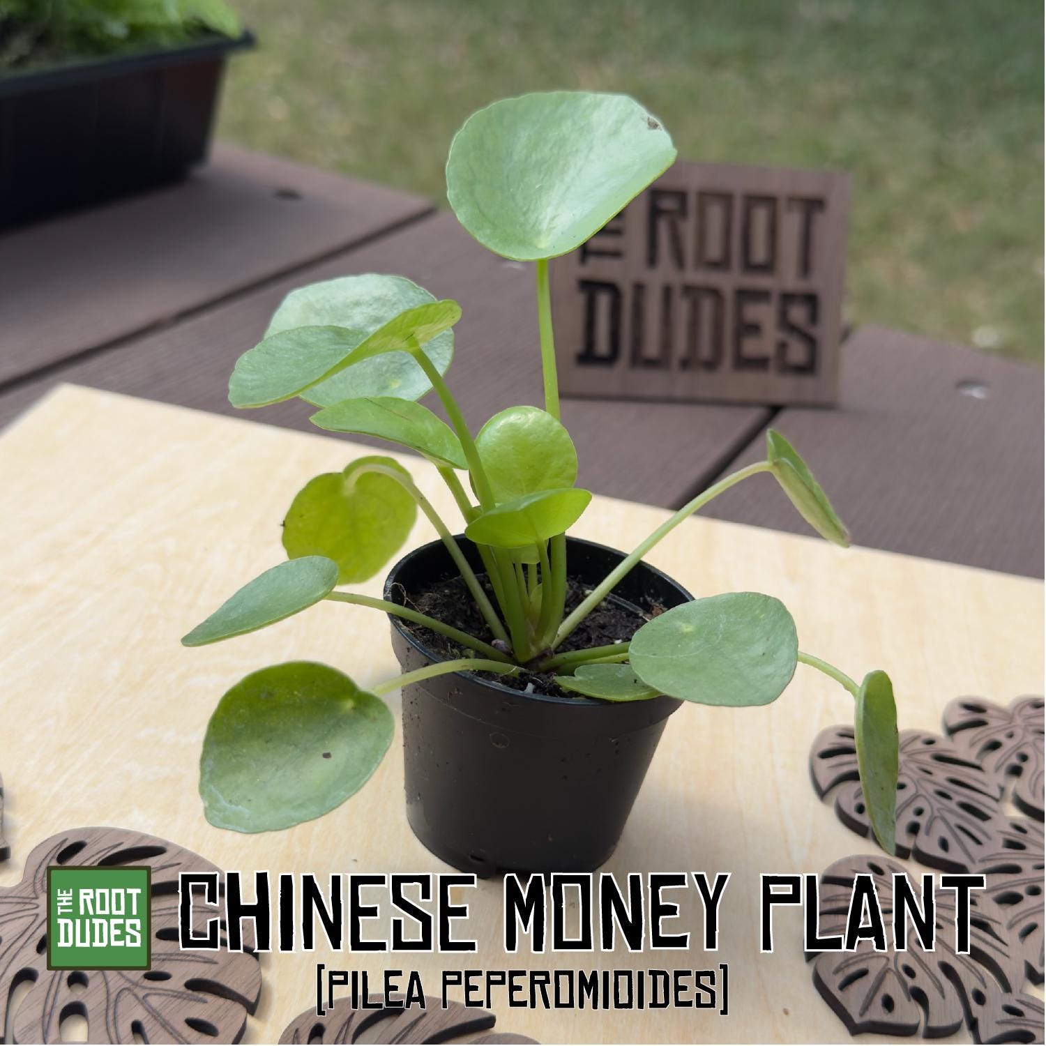 Chinese Money Plant | Pilea Peperomioides Starter Houseplant (2.5 inch Pot)