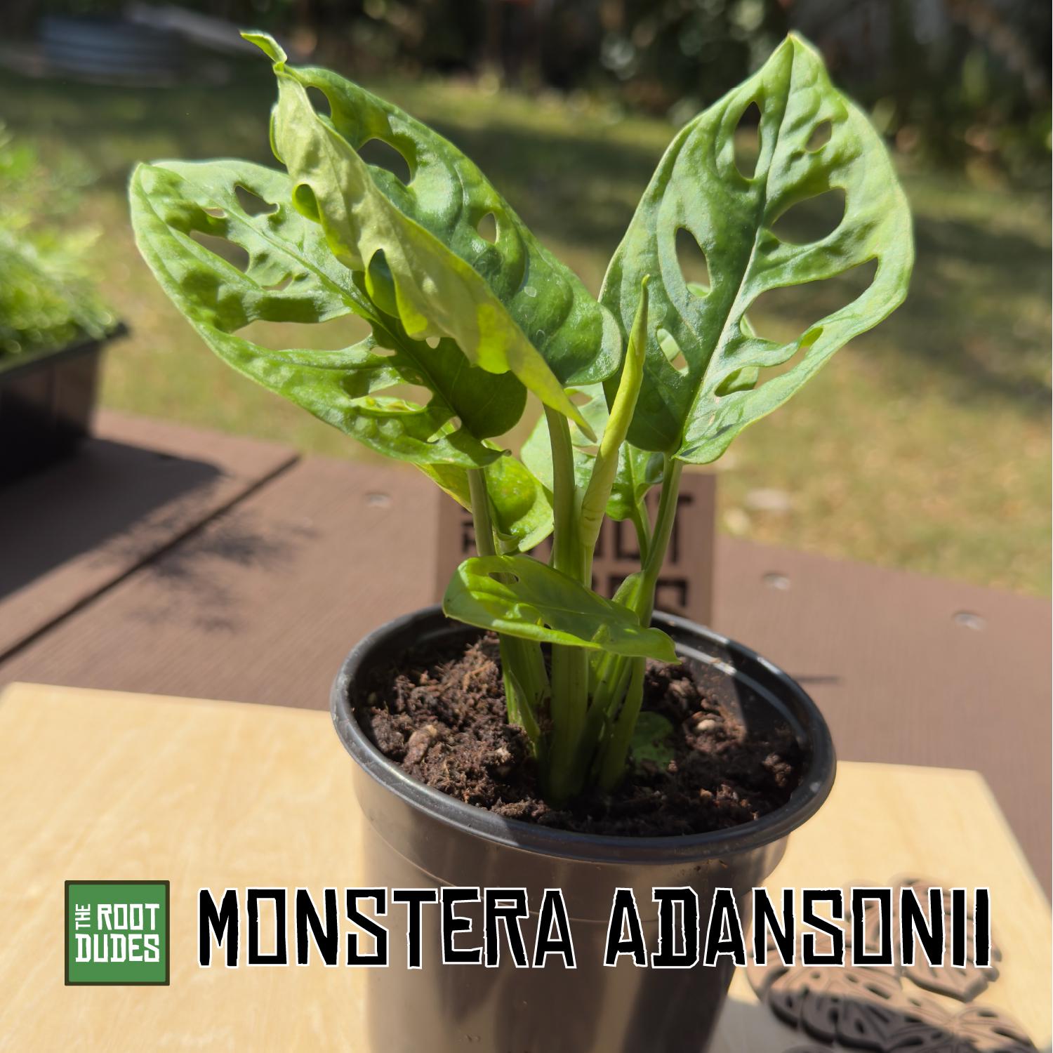 Monstera Adansonii Starter Plant | Swiss Cheese Vine, Easy Care Houseplant