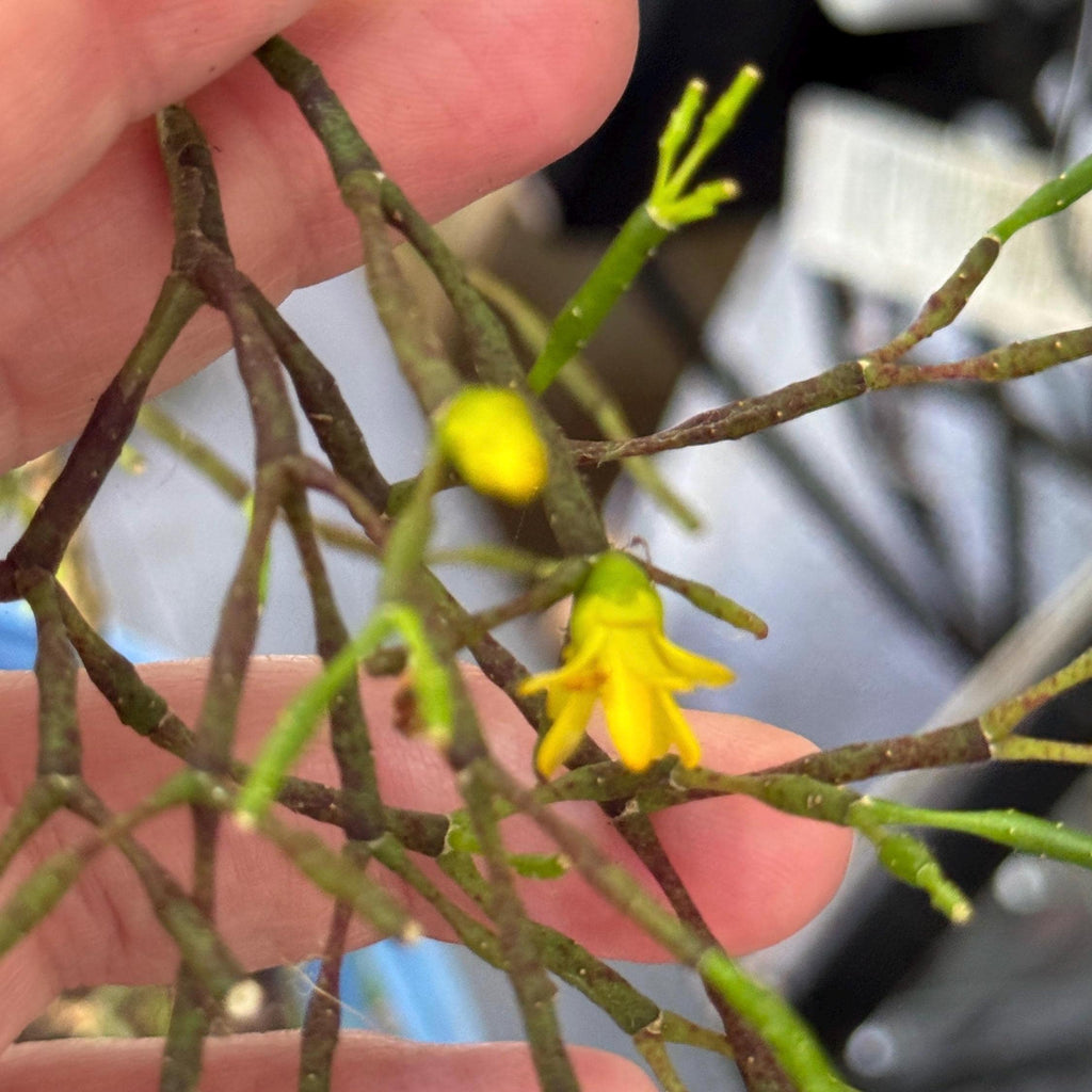 Mistletoe Cactus Rhipsalis Plant | Trailing Pet-Friendly Houseplant