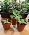 Mother of Thousands Succulent – Kalanchoe daigremontiana Starter Plant (2 Inch Pot)