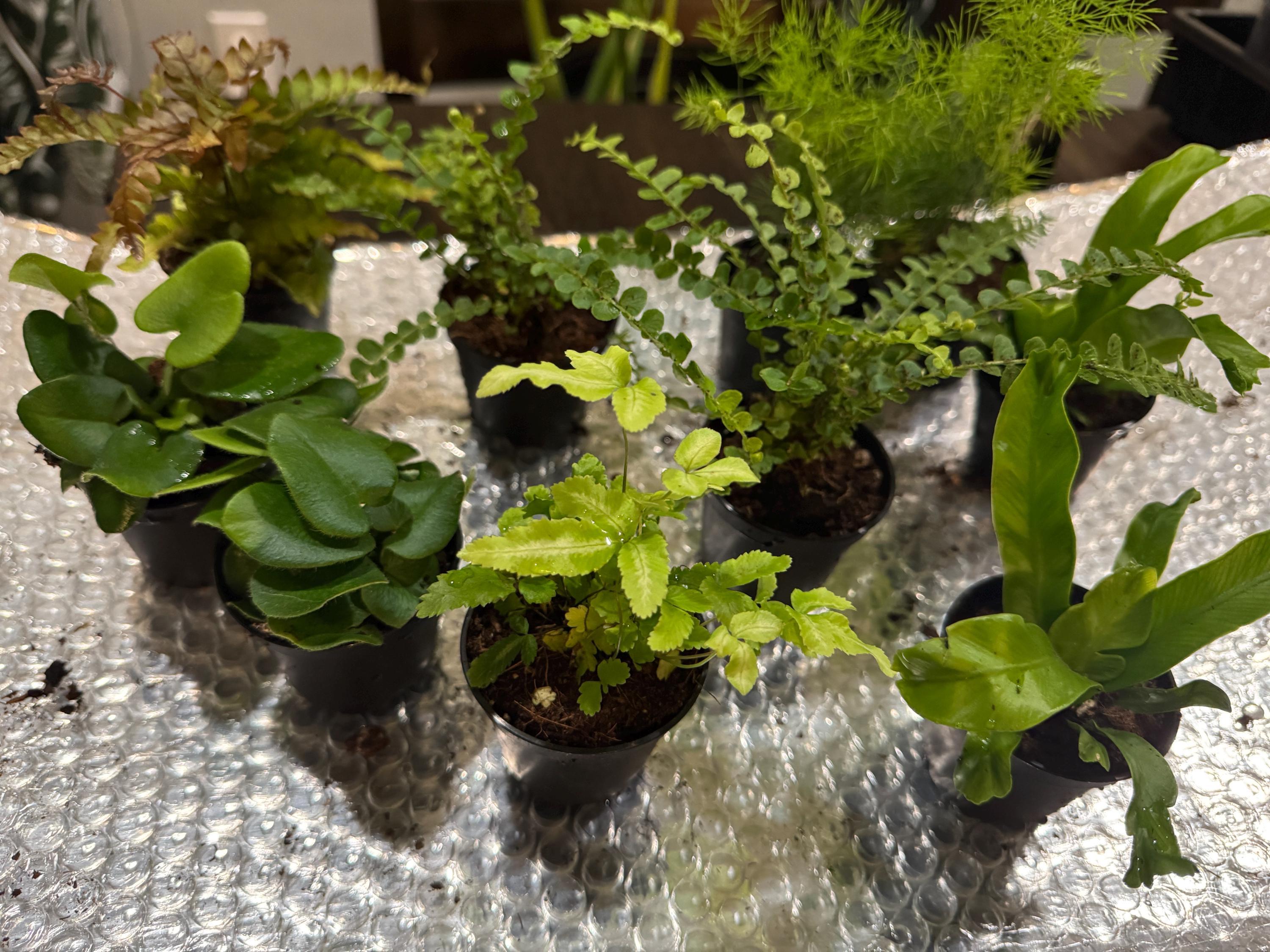 Silver Ribbon Fern | Variegated Pixie Live Plant, Easy Care, Pet Safe