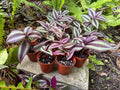 Purple Tradescantia Zebrina Starter Plant | Trailing Houseplant, Easy Care Vines