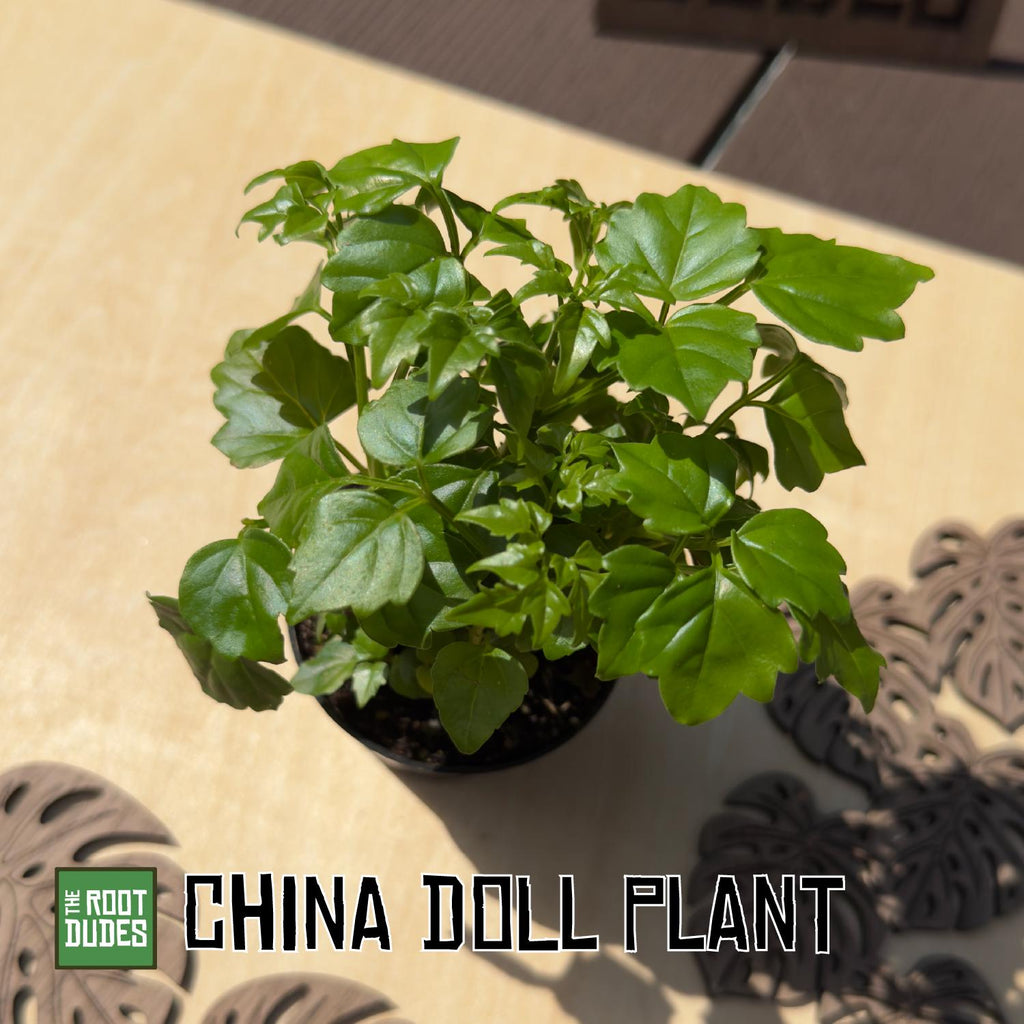 China Doll Plant | Radermachera Sinica Indoor Tree, Tropical Houseplant (2.5 Inch Pot)