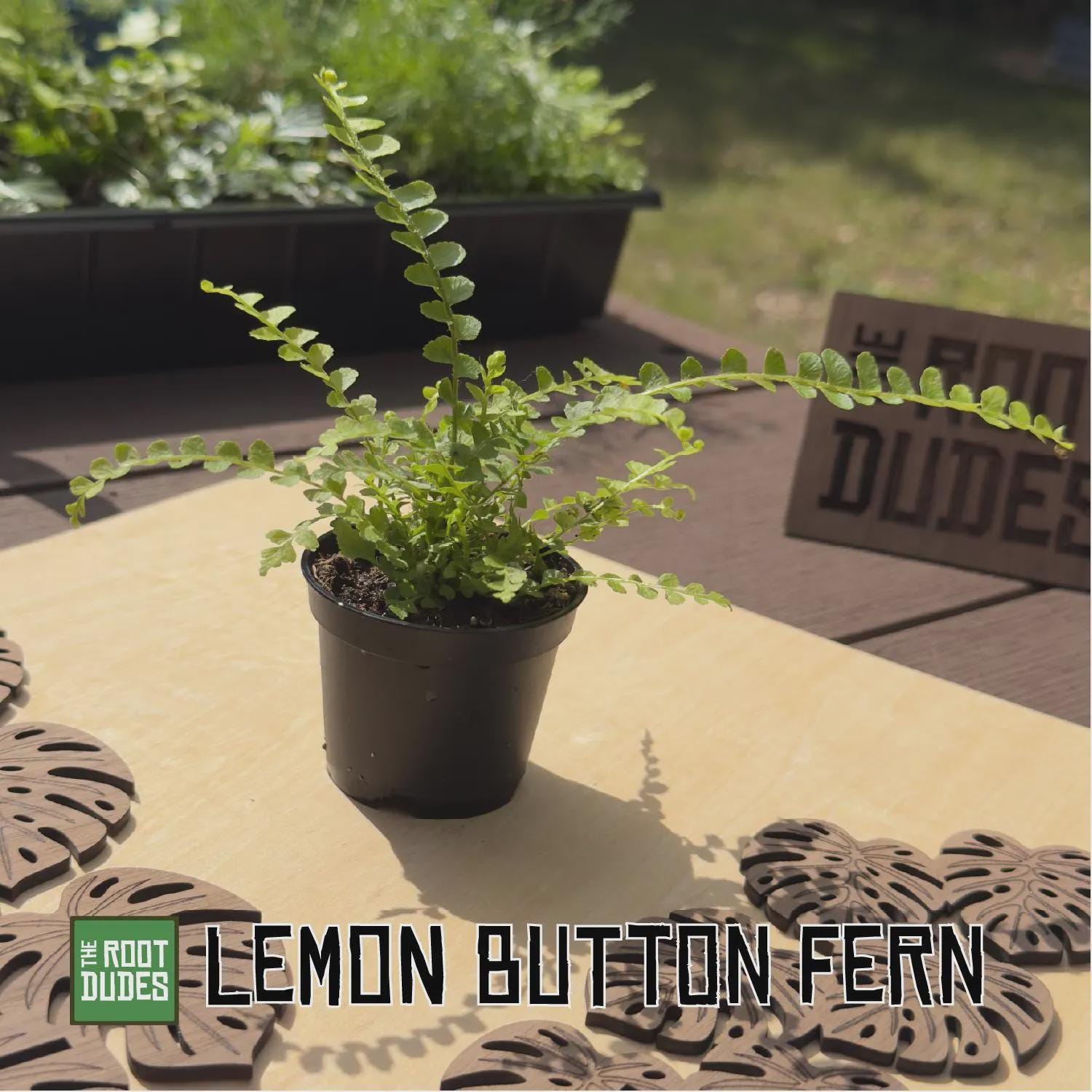 Lemon Button Fern Live Houseplant, Easy Care Miniature Fern (2.5 Inch Pot)