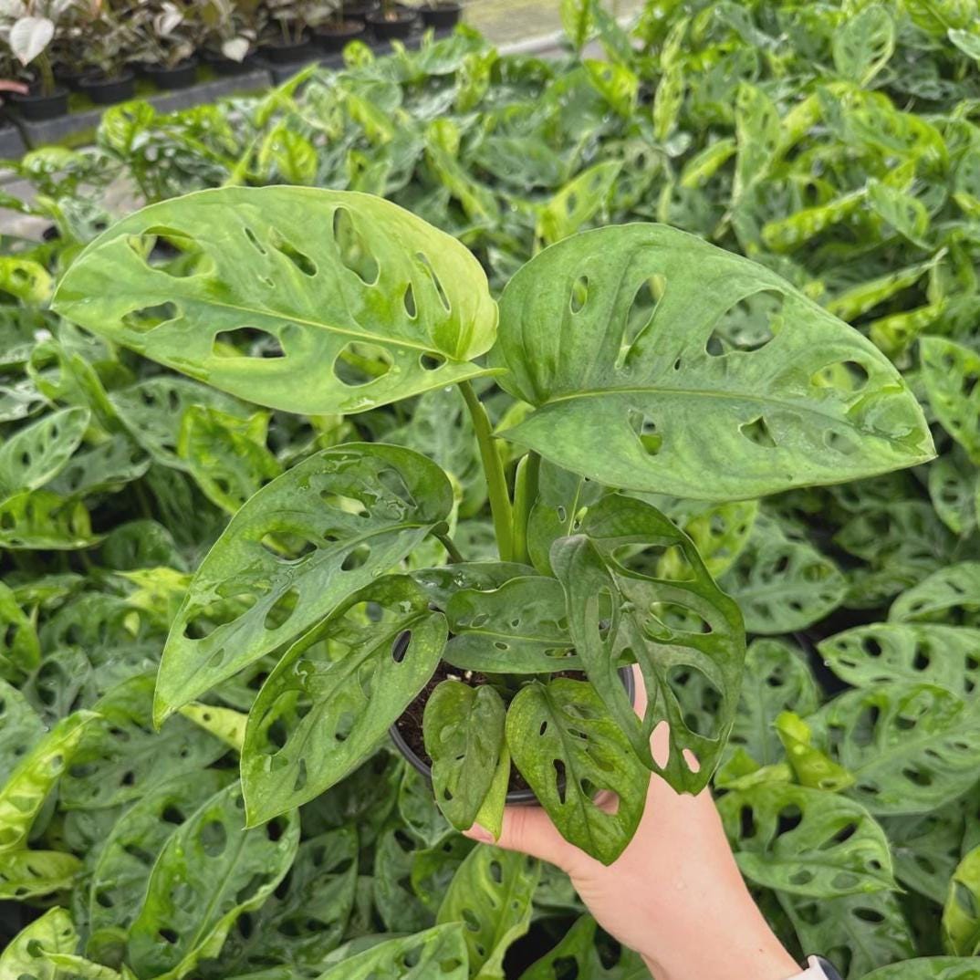 Monstera Adansonii Starter Plant | Swiss Cheese Vine, Easy Care Houseplant