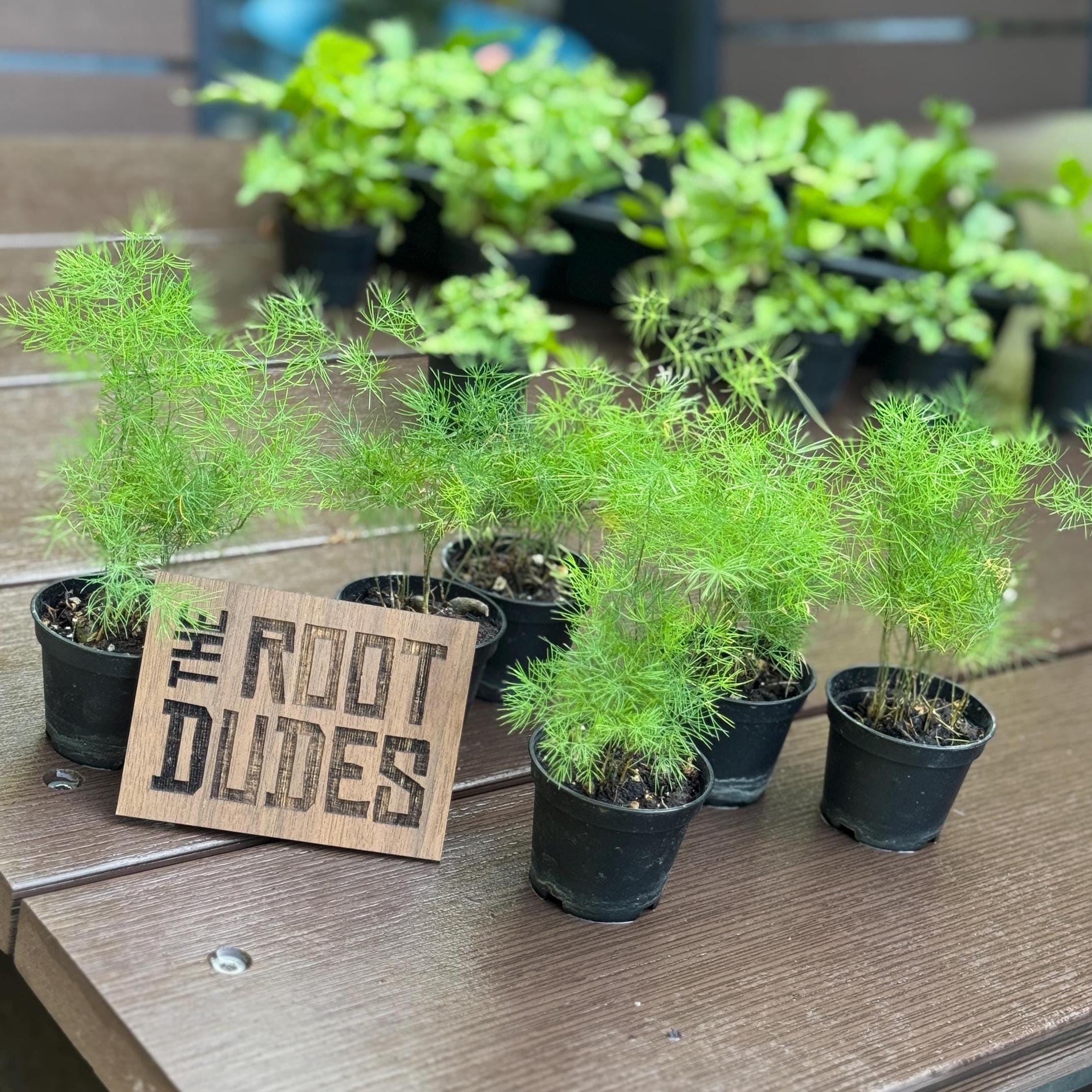 Live Asparagus Fern, Easy Care Houseplant, 2.5 Inch Pot, Airy Foliage