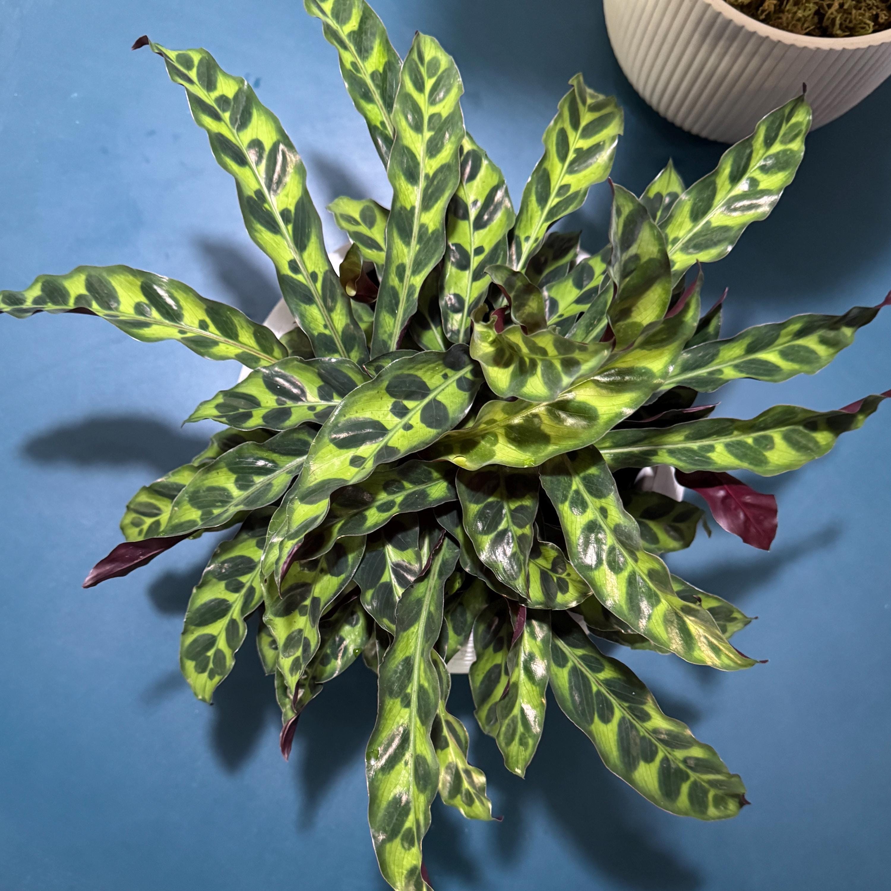 Calathea Rattlesnake Plant | Lancifolia Prayer Plant, Tropical Houseplant (4 Inch Pot)