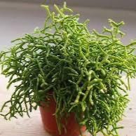 Mistletoe Cactus Rhipsalis Plant | Trailing Pet-Friendly Houseplant