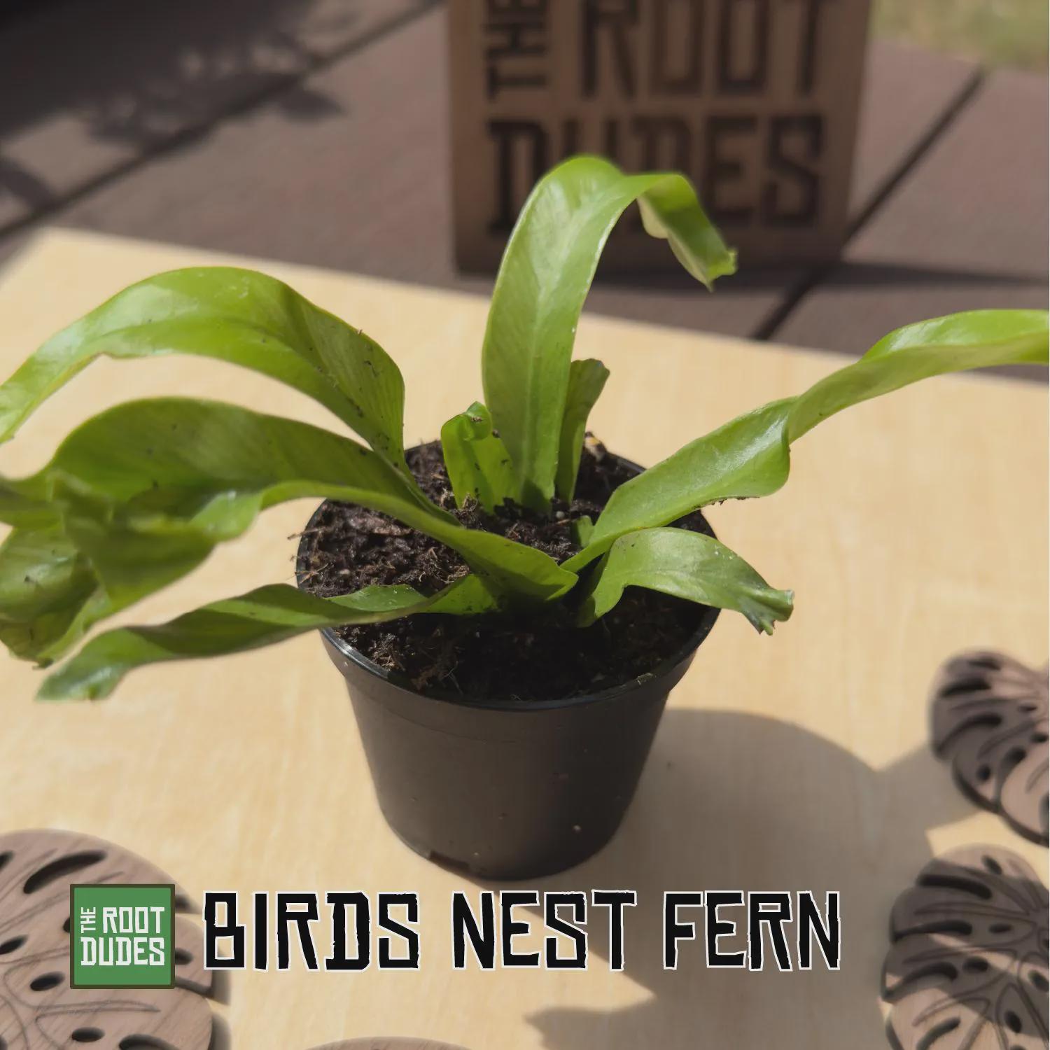 Live Bird's Nest Fern Starter Plant, Easy Care Tropical Houseplant (2.5 Inch Pot)
