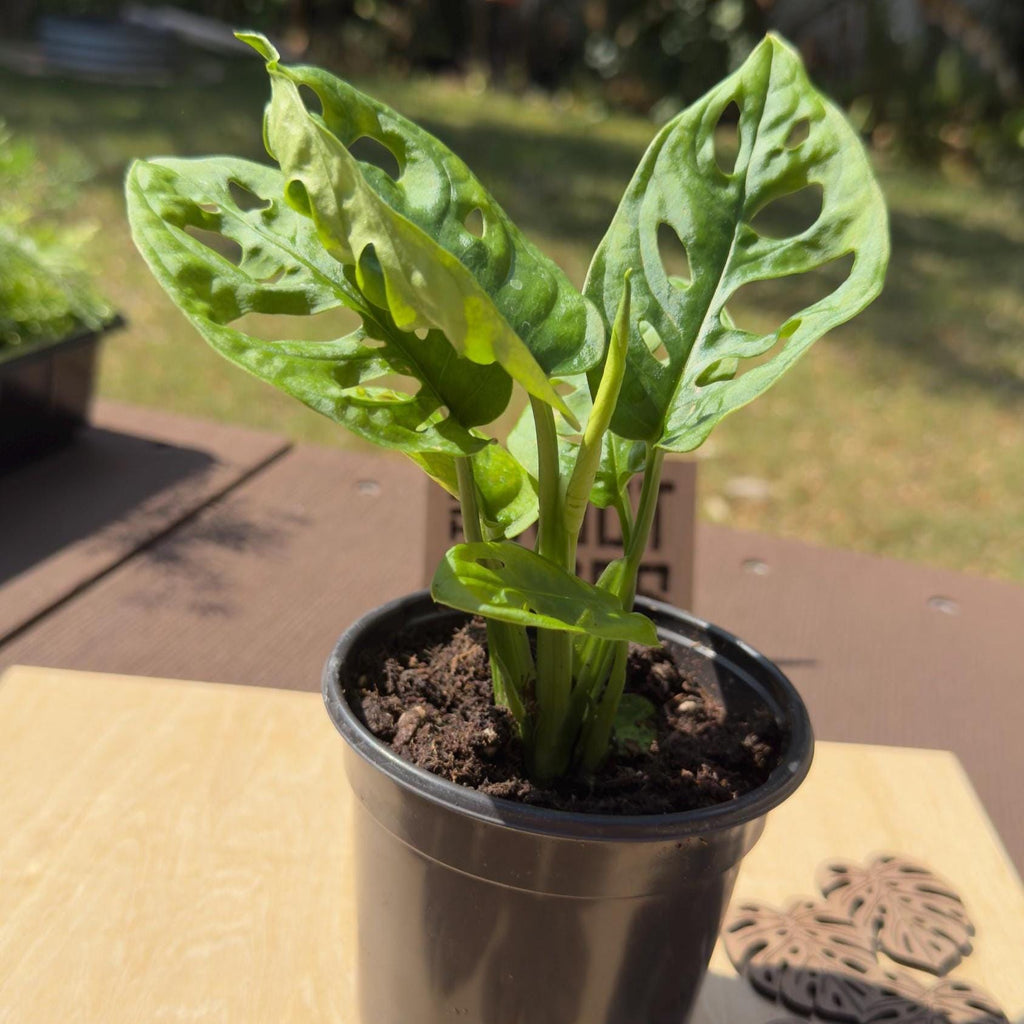 Monstera Adansonii Starter Plant | Swiss Cheese Vine, Easy Care Houseplant