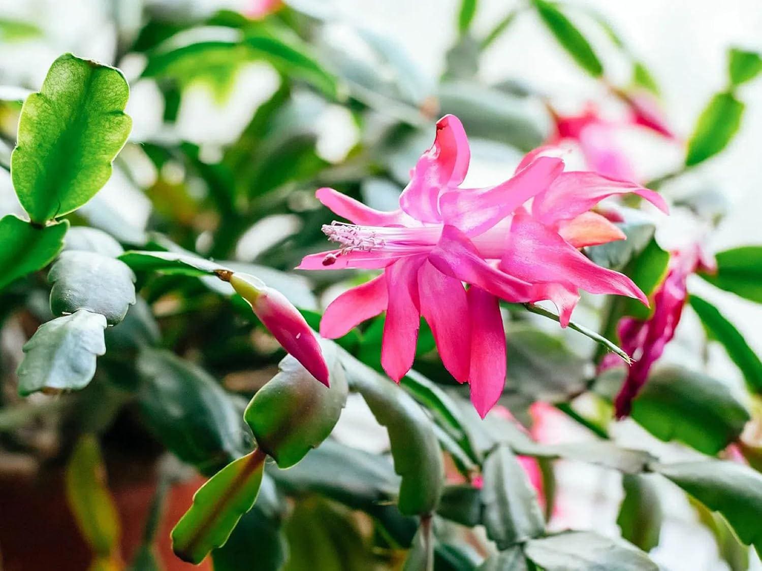 Pink Christmas Cactus Starter Plant | Easy Care Holiday Houseplant (2-Plant Minimum)