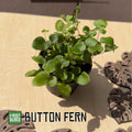 Button Fern Pellaea Rotundifolia Live Plant | Easy Care, Pet Safe Houseplant