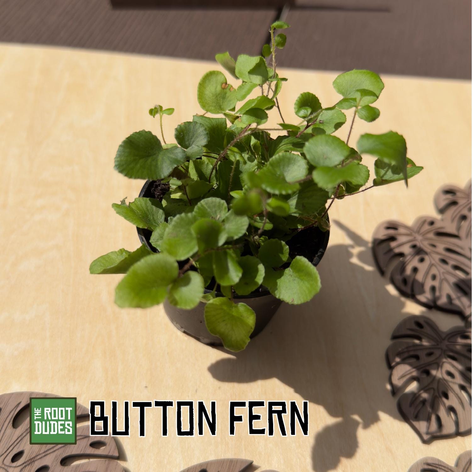 Button Fern Pellaea Rotundifolia Live Plant | Easy Care, Pet Safe Houseplant