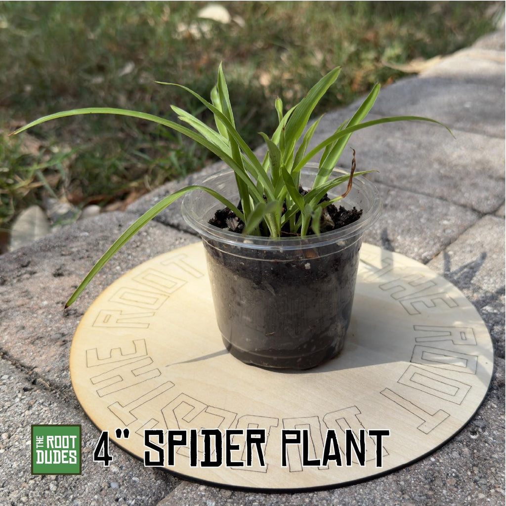 Green Spider Plant Starter | Easy-Care Air Purifying Houseplant (2 Inch Pot)