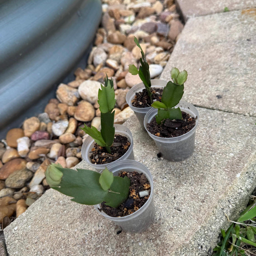 Pink Christmas Cactus Starter Plant | Easy Care Holiday Houseplant (2-Plant Minimum)