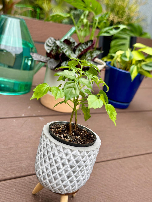 China Doll Plant | Radermachera Sinica Indoor Tree, Tropical Houseplant (2.5 Inch Pot)