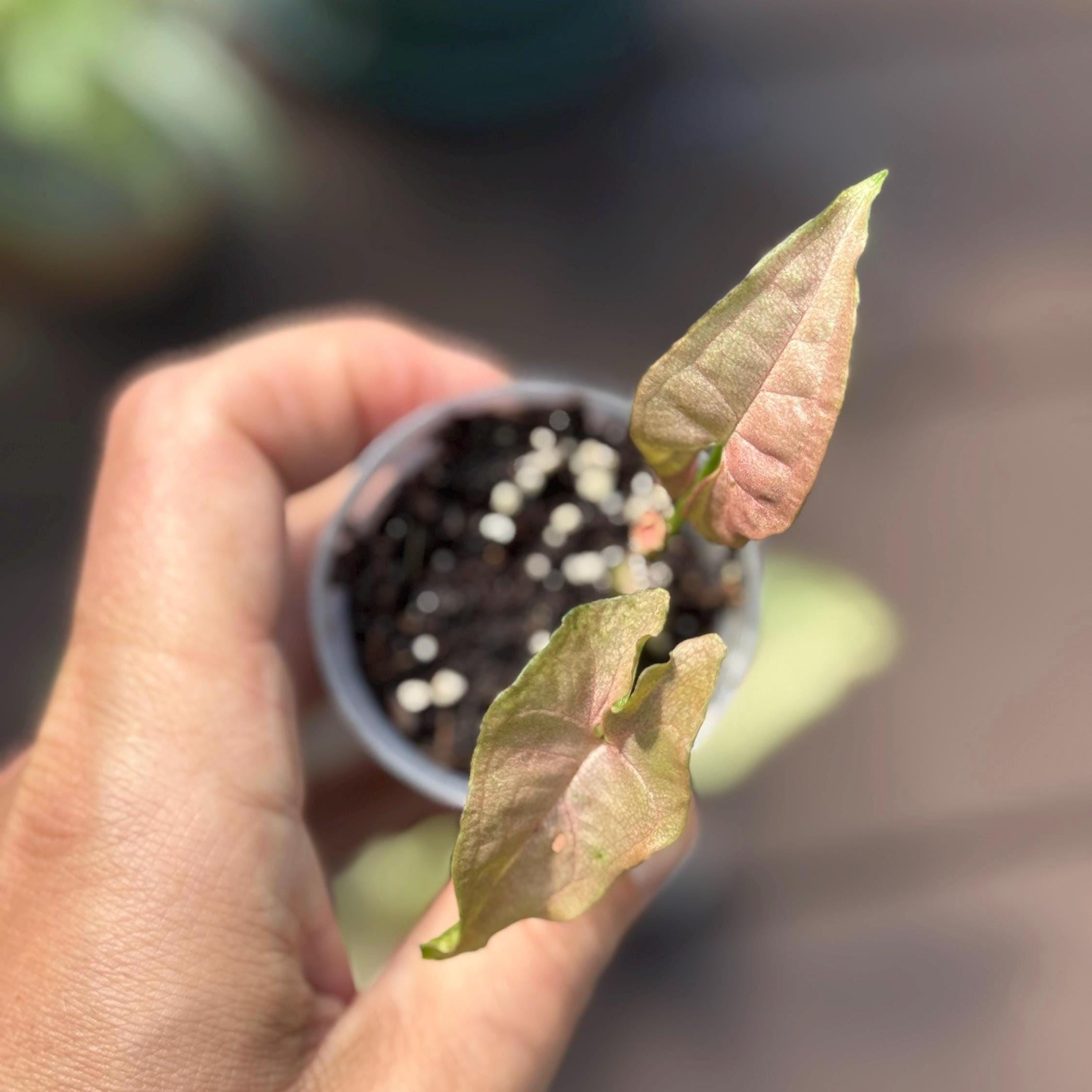Pink Syngonium Starter Plant – Blush Arrowhead Vine, Easy Care Indoor Houseplant (2 Plant Minimum)