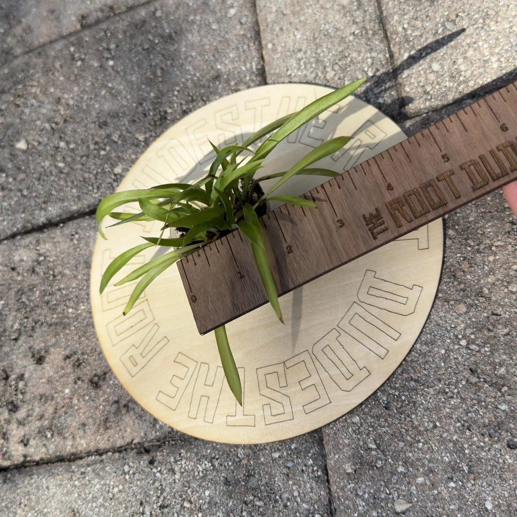 Green Spider Plant Starter | Easy-Care Air Purifying Houseplant (2 Inch Pot)
