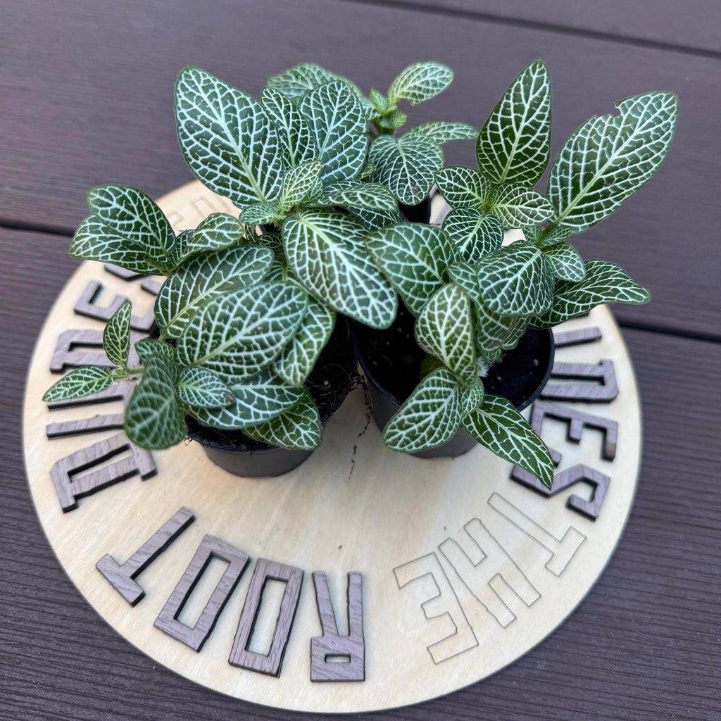 White Fittonia | Nerve Plant, Mosaic Plant, Pet Safe Houseplant