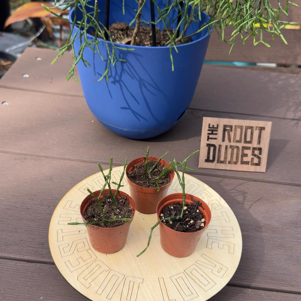 Mistletoe Cactus Rhipsalis Plant | Trailing Pet-Friendly Houseplant