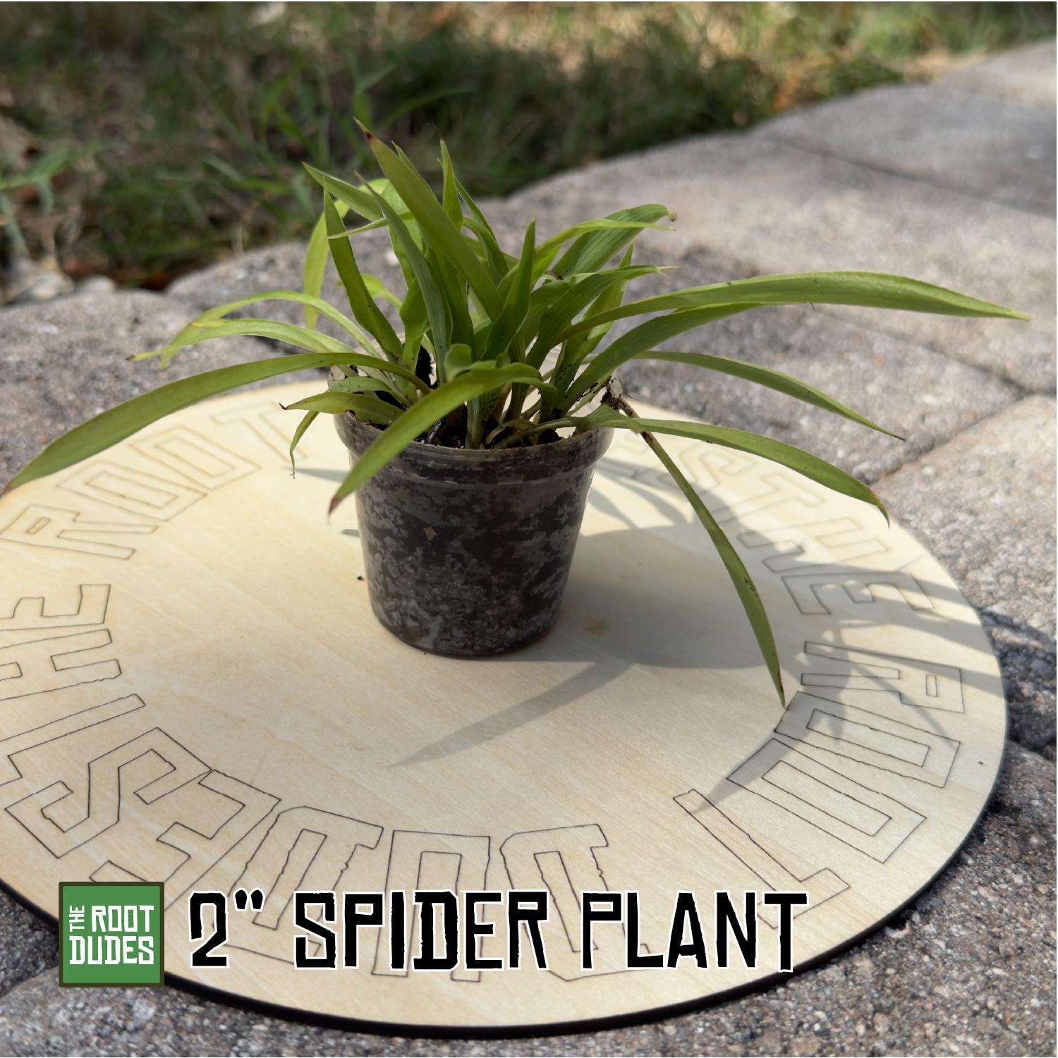Green Spider Plant Starter | Easy-Care Air Purifying Houseplant (2 Inch Pot)