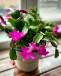 Pink Christmas Cactus Starter Plant | Easy Care Holiday Houseplant (2-Plant Minimum)
