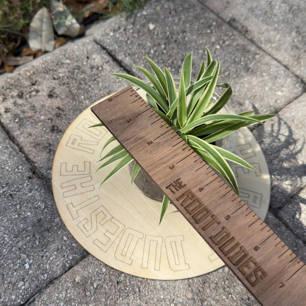 Easy-Care Variegated Spider Plant Starter | Air Purifying Houseplant | **ALL starter plants require you to purchase any 2 starter plants!**