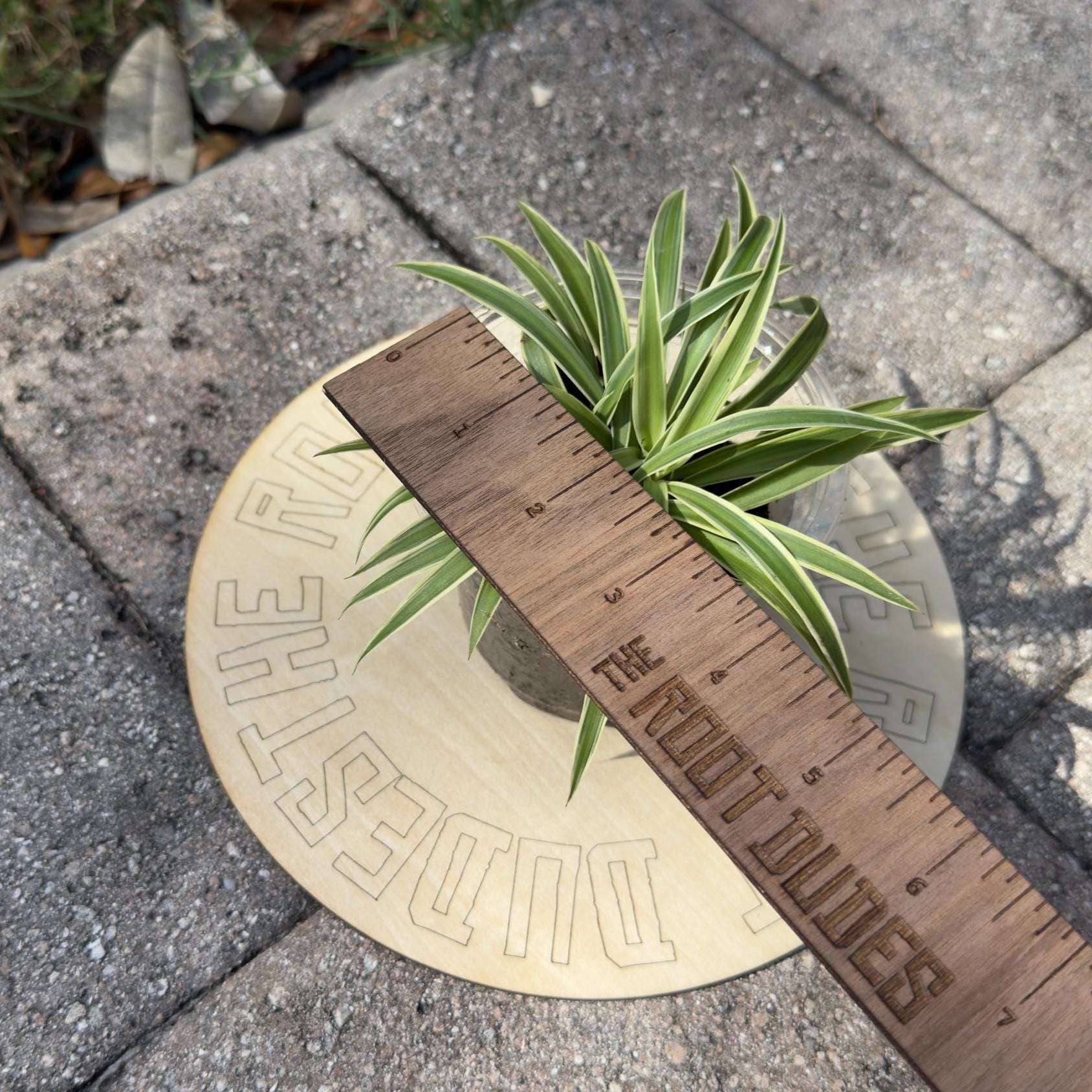 Easy-Care Variegated Spider Plant Starter | Air Purifying Houseplant | **ALL starter plants require you to purchase any 2 starter plants!**