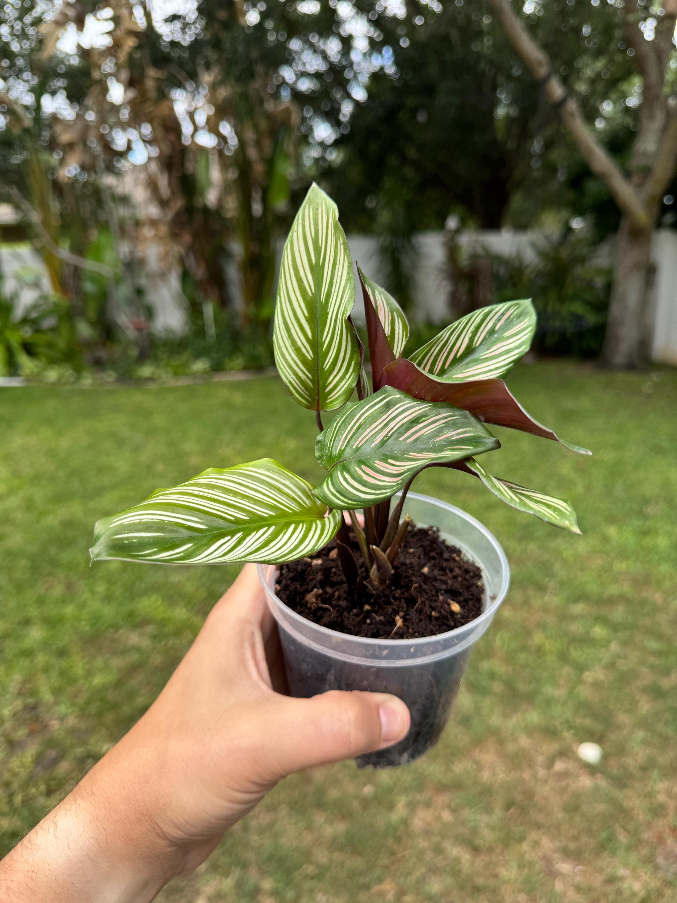 Calathea White Star Plant | Variegated Prayer Plant, Tropical Houseplant (4-Inch Starter)