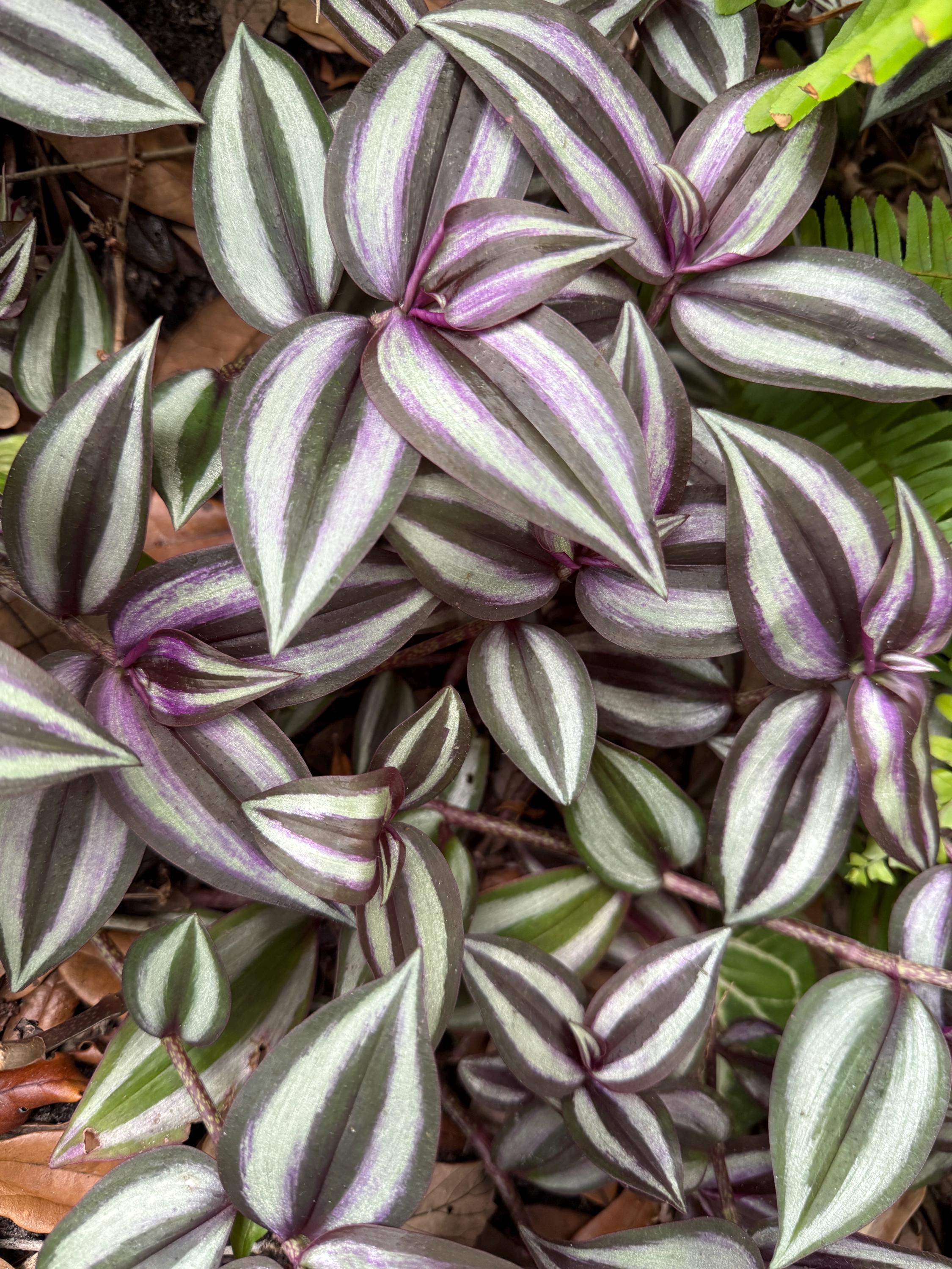 Purple Tradescantia Zebrina Starter Plant | Trailing Houseplant, Easy Care Vines