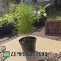 Live Asparagus Fern, Easy Care Houseplant, 2.5 Inch Pot, Airy Foliage