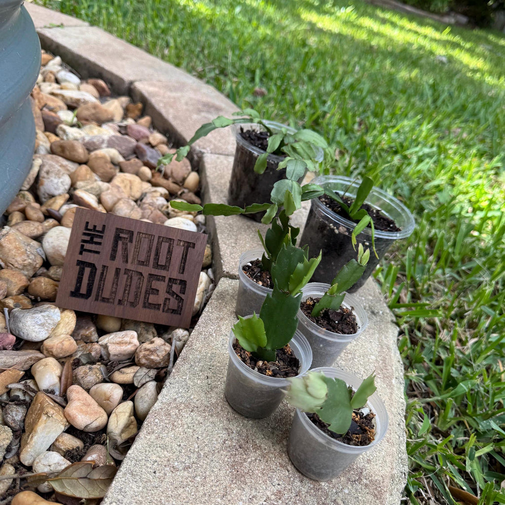 Pink Christmas Cactus Starter Plant | Easy Care Holiday Houseplant (2-Plant Minimum)