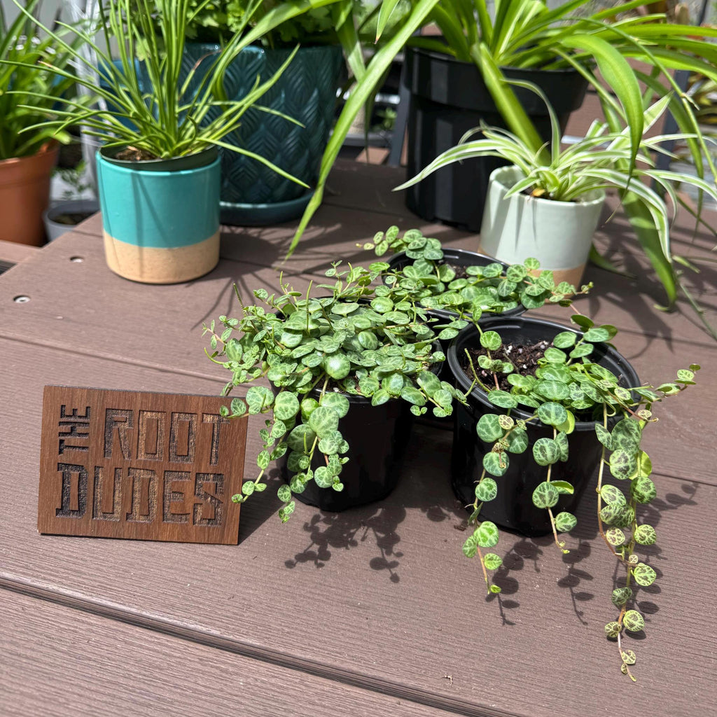String of Turtles Plant | Peperomia Prostrata Live Plant | Rare Trailing Succulent | Hanging Indoor Houseplant