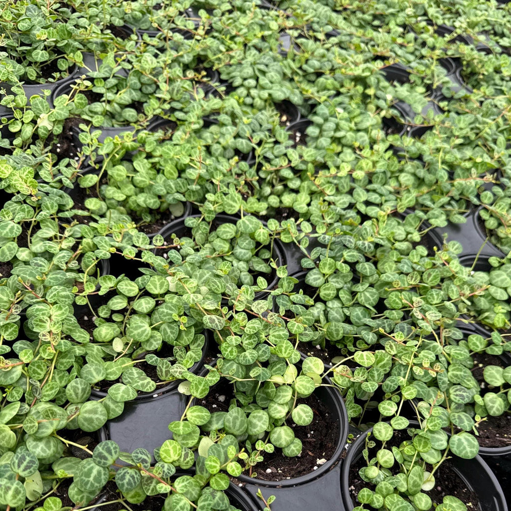 String of Turtles Plant | Peperomia Prostrata Live Plant | Rare Trailing Succulent | Hanging Indoor Houseplant