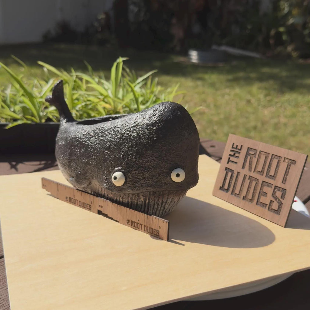 Whale Planter |  Succulent Pot
