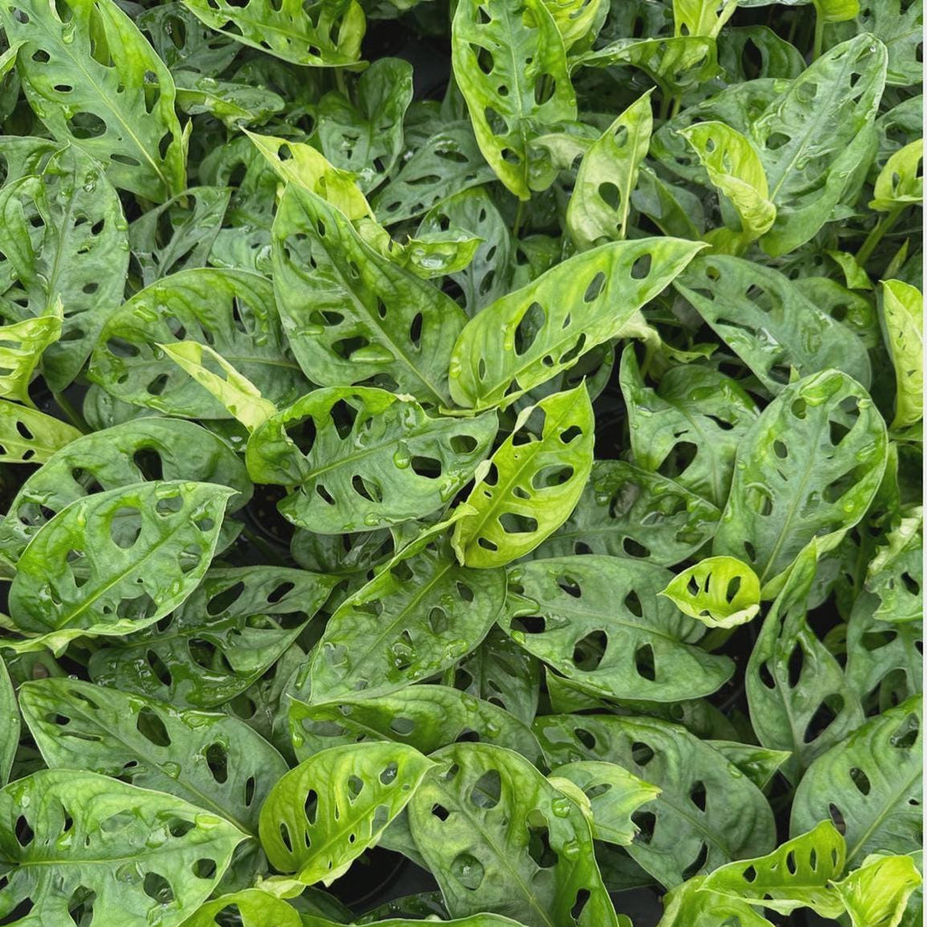 Monstera Adansonii Starter Plant | Swiss Cheese Vine, Easy Care Houseplant