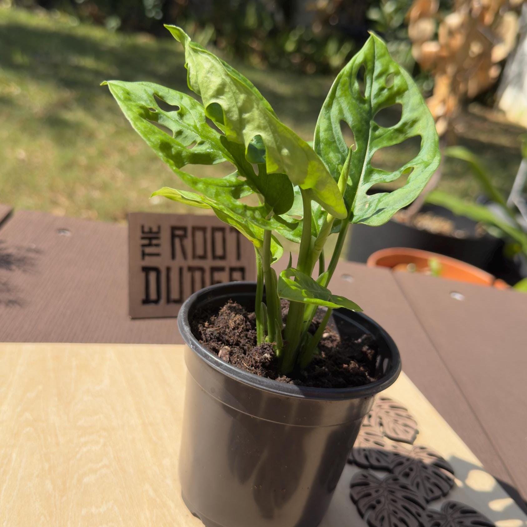 Monstera Adansonii Starter Plant | Swiss Cheese Vine, Easy Care Houseplant