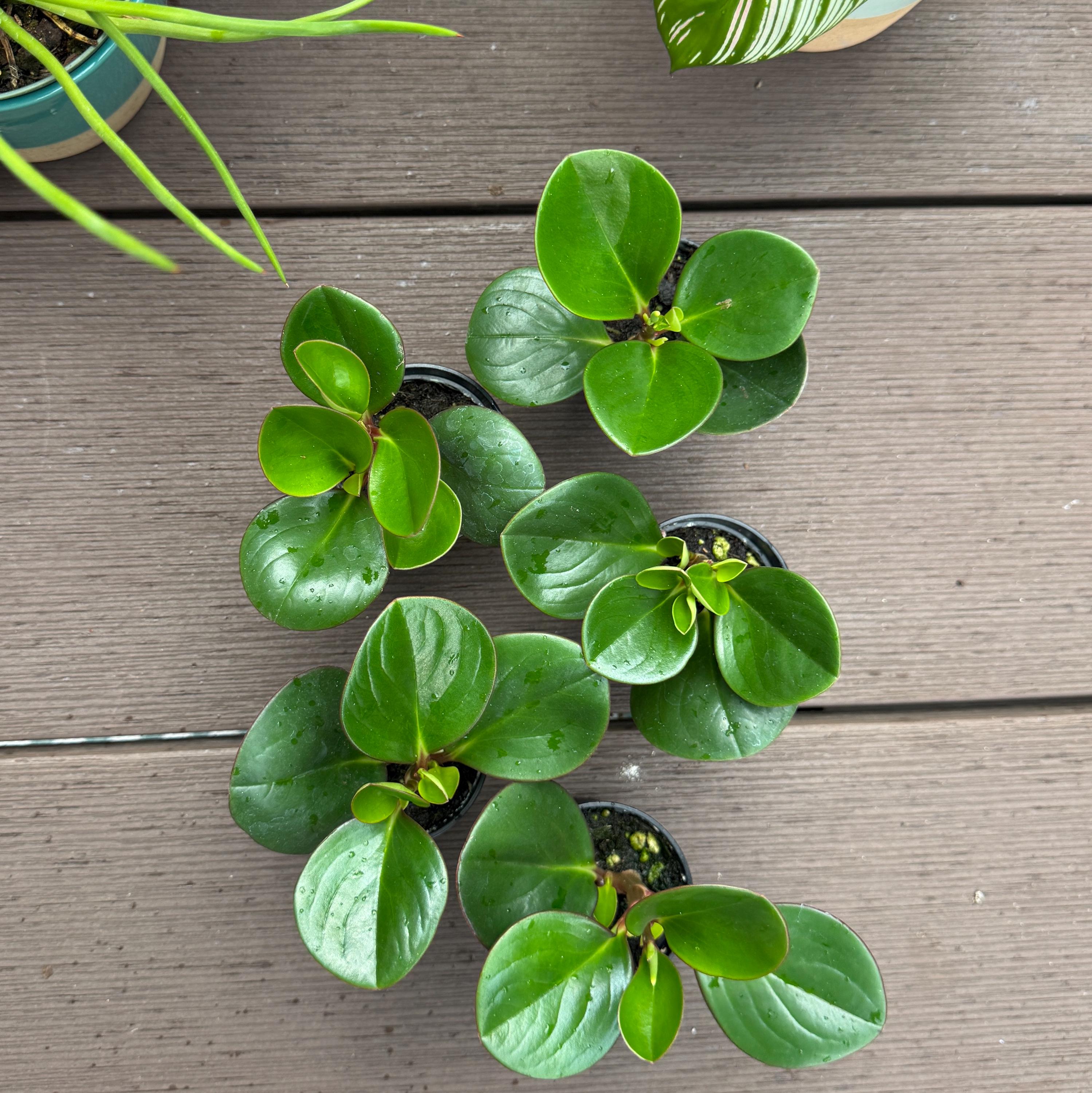 Peperomia Red Canyon Live Plant | Rare Compact Houseplant, Easy Care (2.5 Inch Starter Pot)