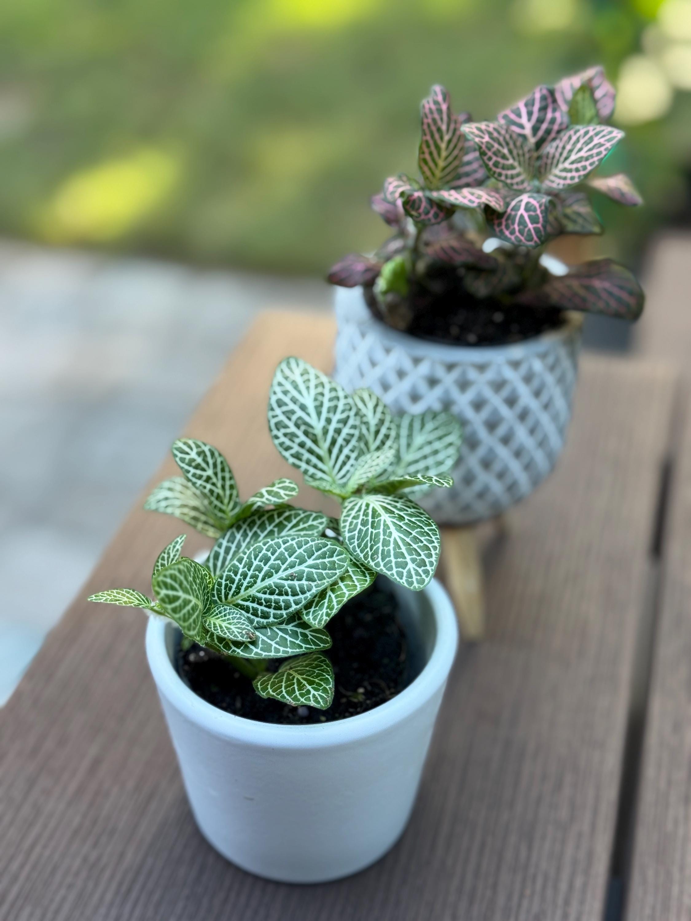 White Fittonia | Nerve Plant, Mosaic Plant, Pet Safe Houseplant
