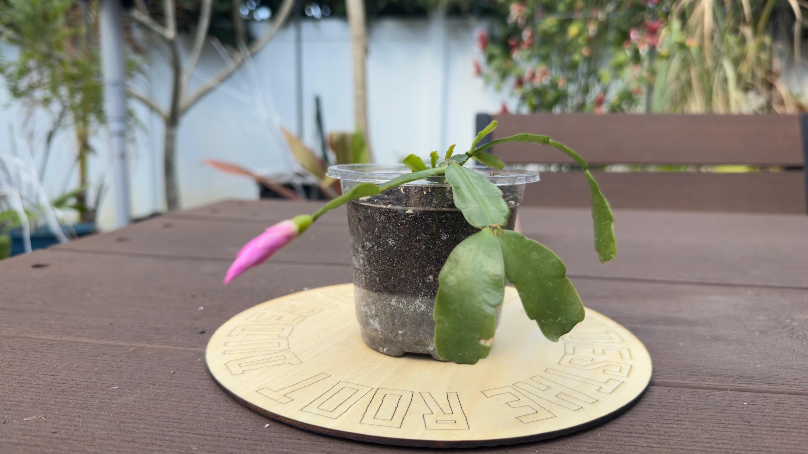 Pink Christmas Cactus Starter Plant | Easy Care Holiday Houseplant (2-Plant Minimum)