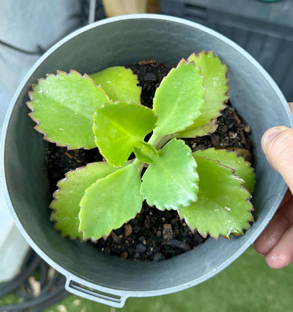Mother of Thousands Succulent – Kalanchoe daigremontiana Starter Plant (2 Inch Pot)