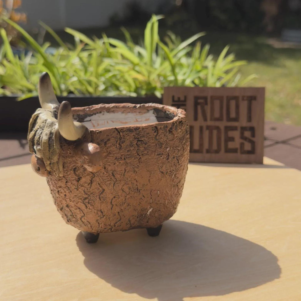Highland Cow Planter | Succulent Pot