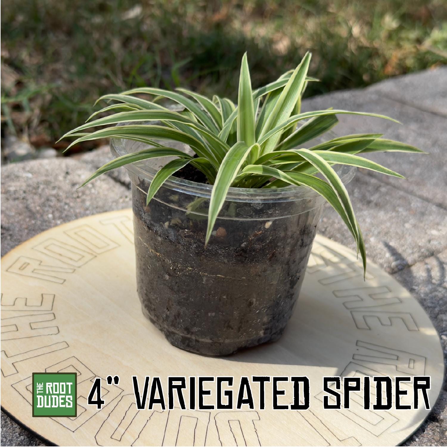 Easy-Care Variegated Spider Plant Starter | Air Purifying Houseplant | **ALL starter plants require you to purchase any 2 starter plants!**