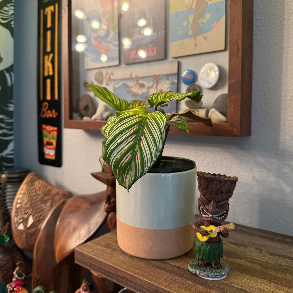 Calathea White Star Plant | Variegated Prayer Plant, Tropical Houseplant (4-Inch Starter)