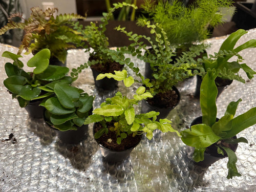 Button Fern Pellaea Rotundifolia Live Plant | Easy Care, Pet Safe Houseplant