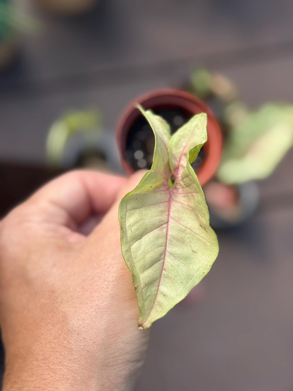 Pink Syngonium Starter Plant – Blush Arrowhead Vine, Easy Care Indoor Houseplant (2 Plant Minimum)